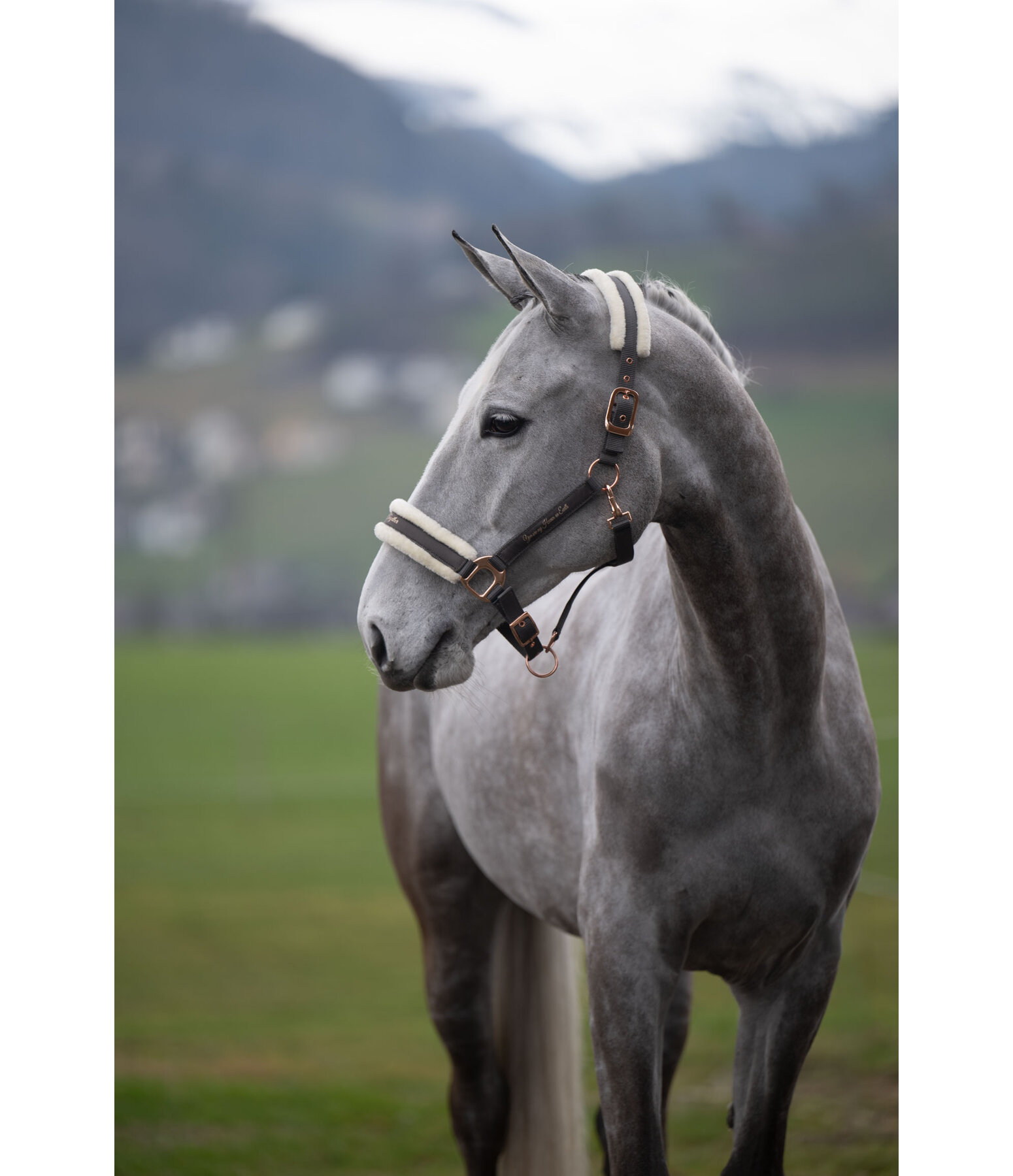 Licol avec polaire Teddy  Better Together