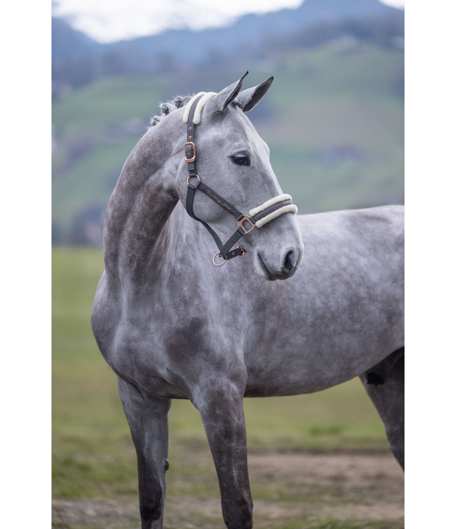 Licol avec polaire Teddy  Better Together