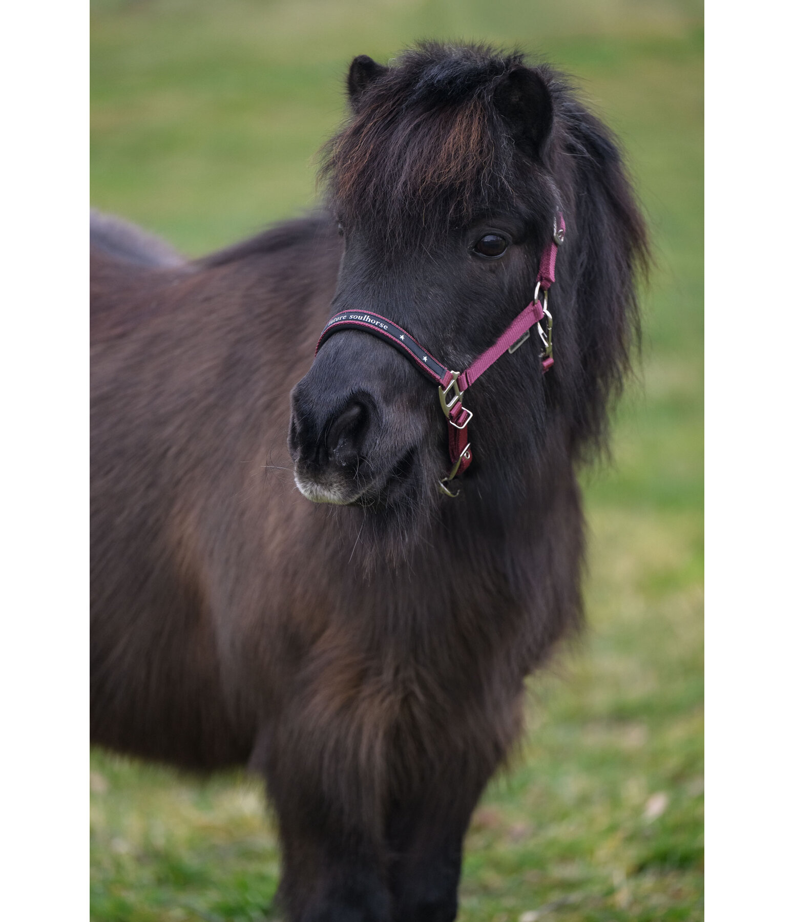 Licol poulain et shetland  Future Star