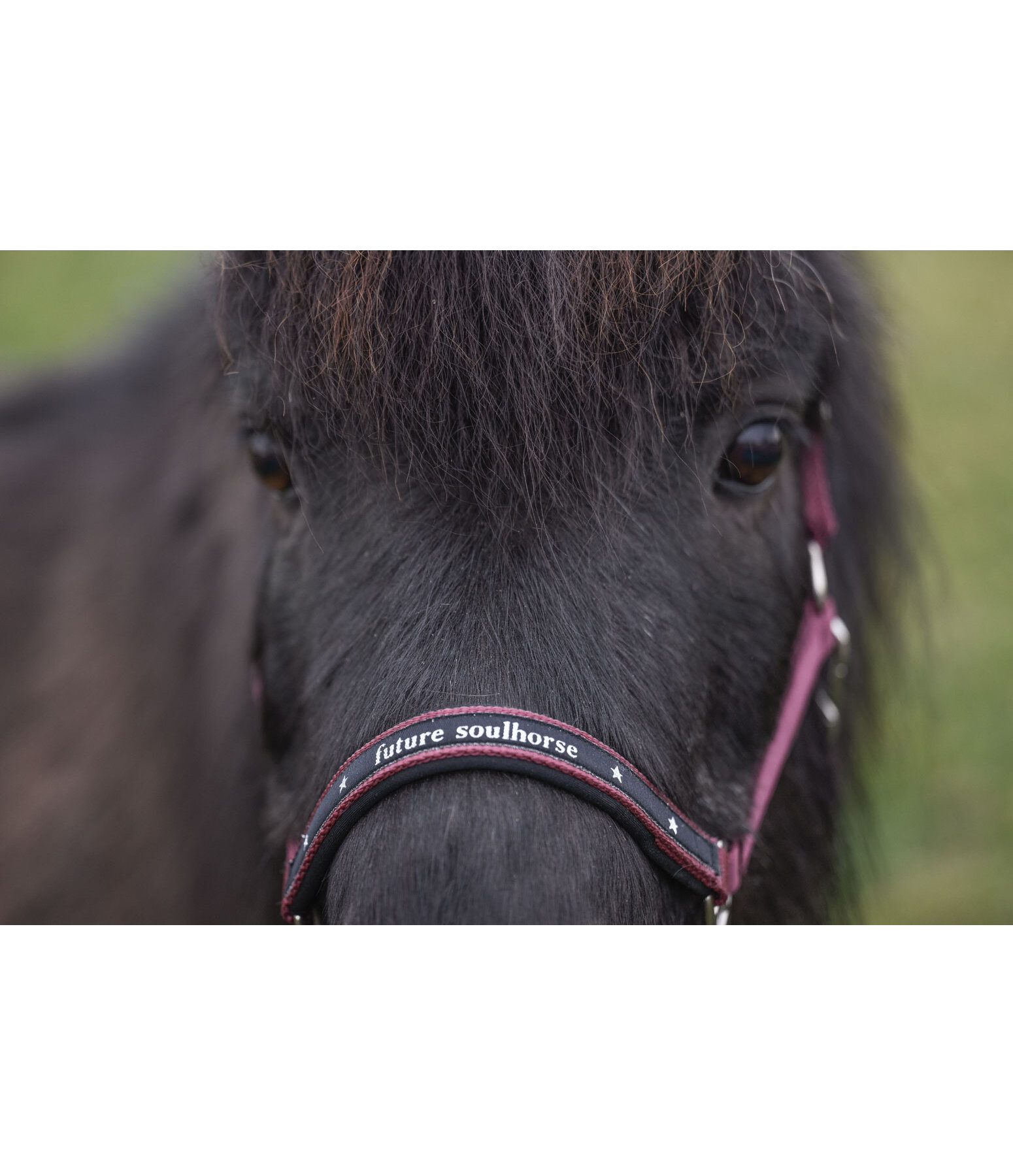 Licol poulain et shetland  Future Star