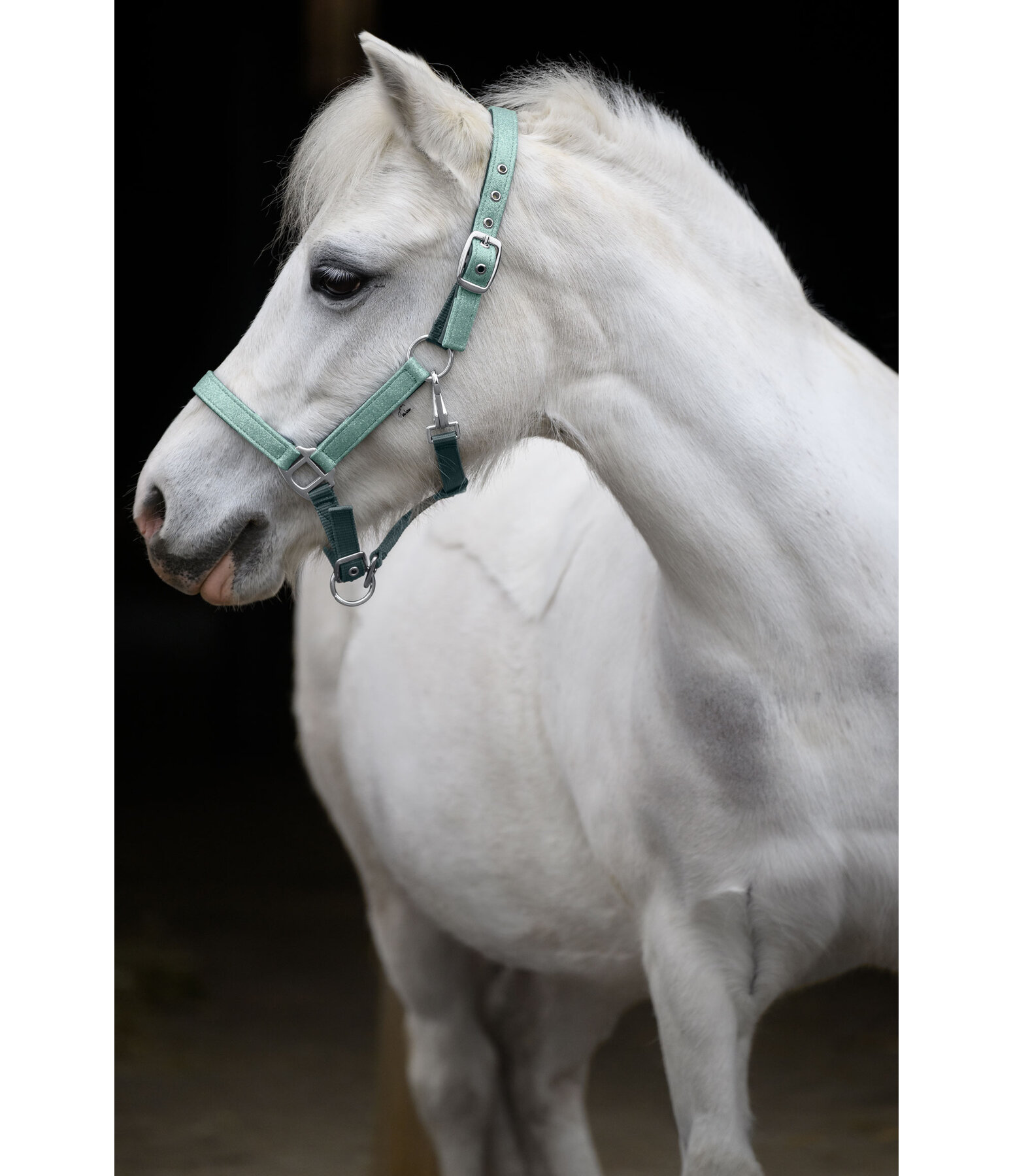 Licol poulain et shetland  Twinkle