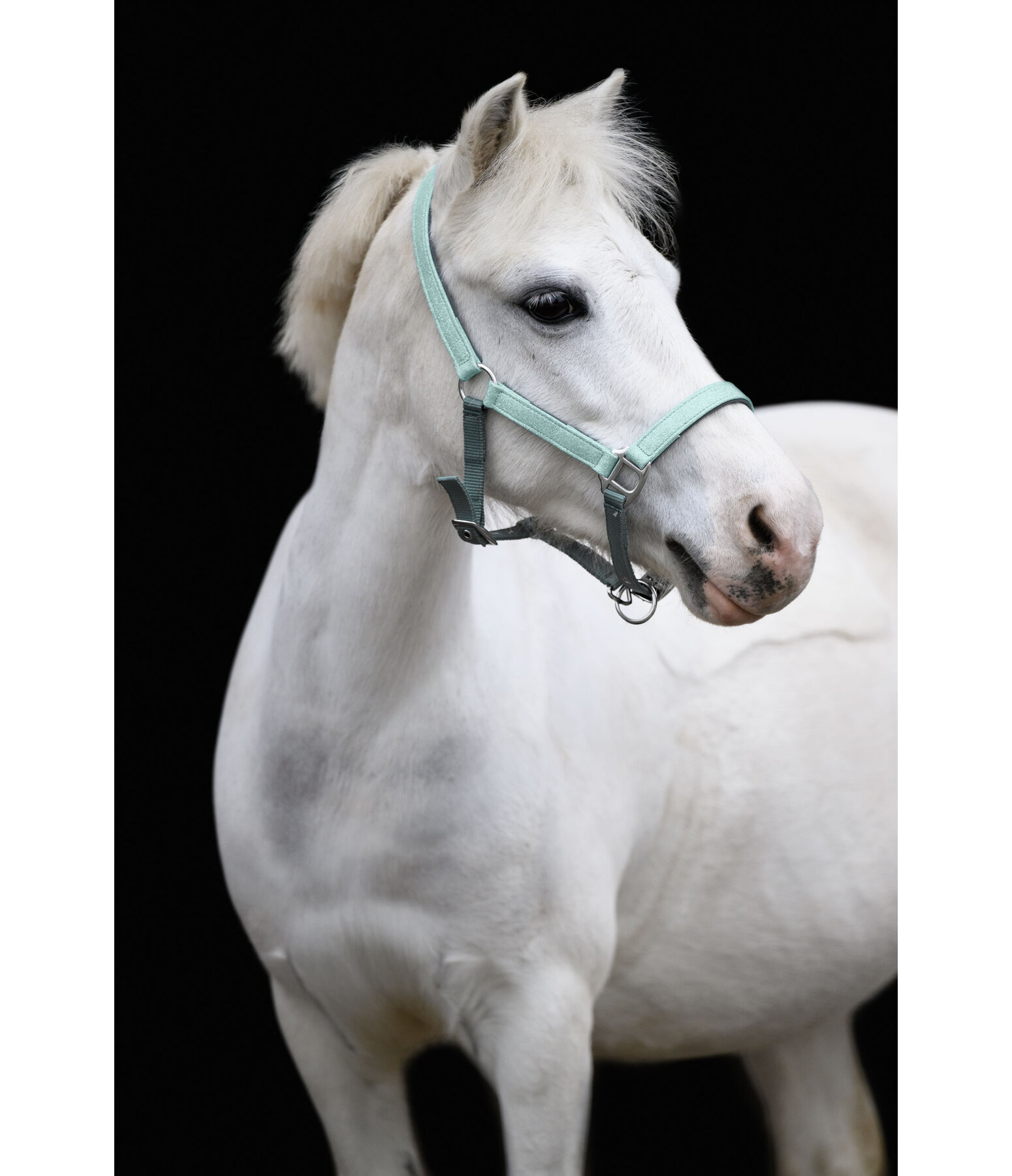 Licol poulain et shetland  Twinkle