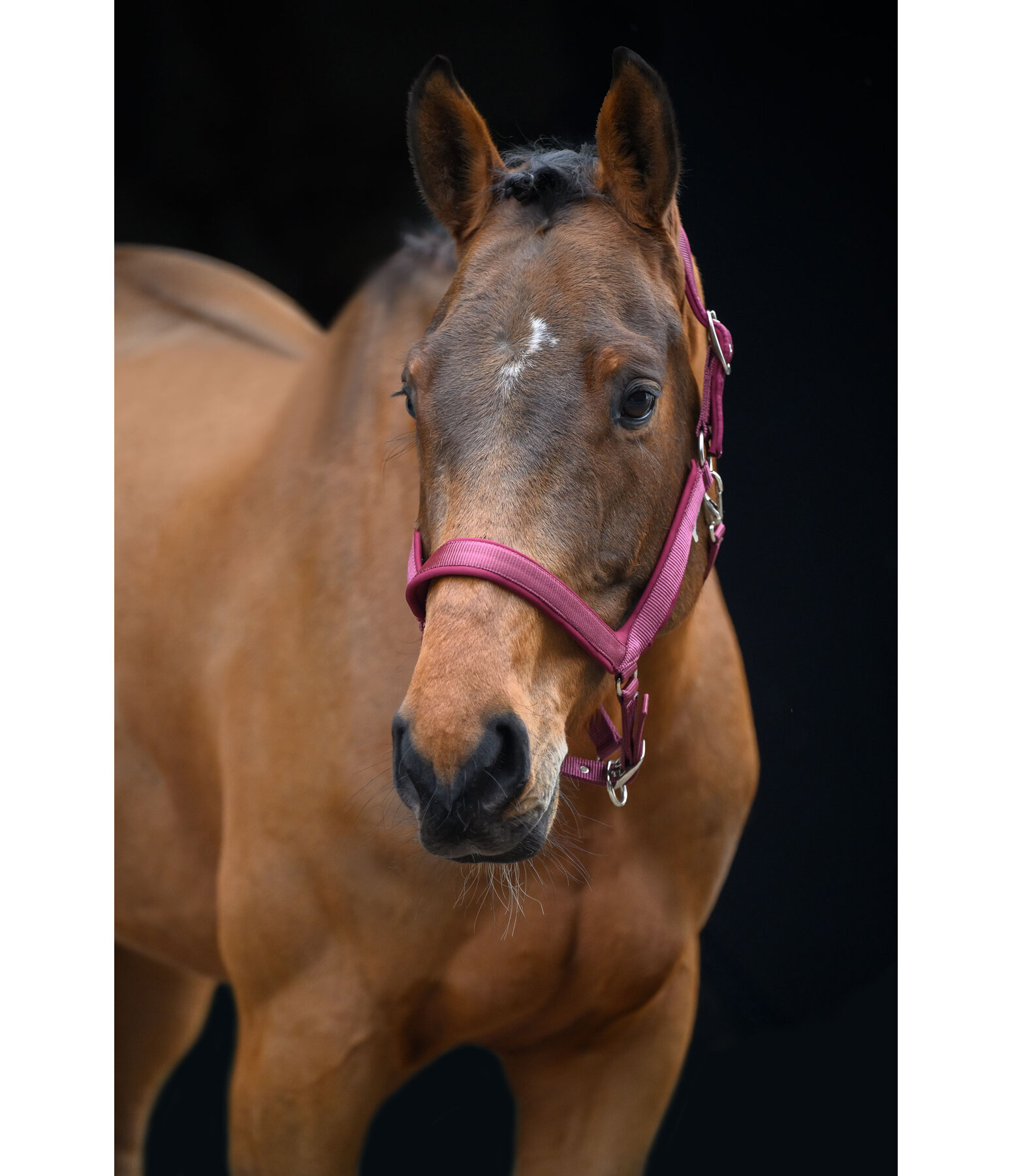 Licol anatomique  Relaxation