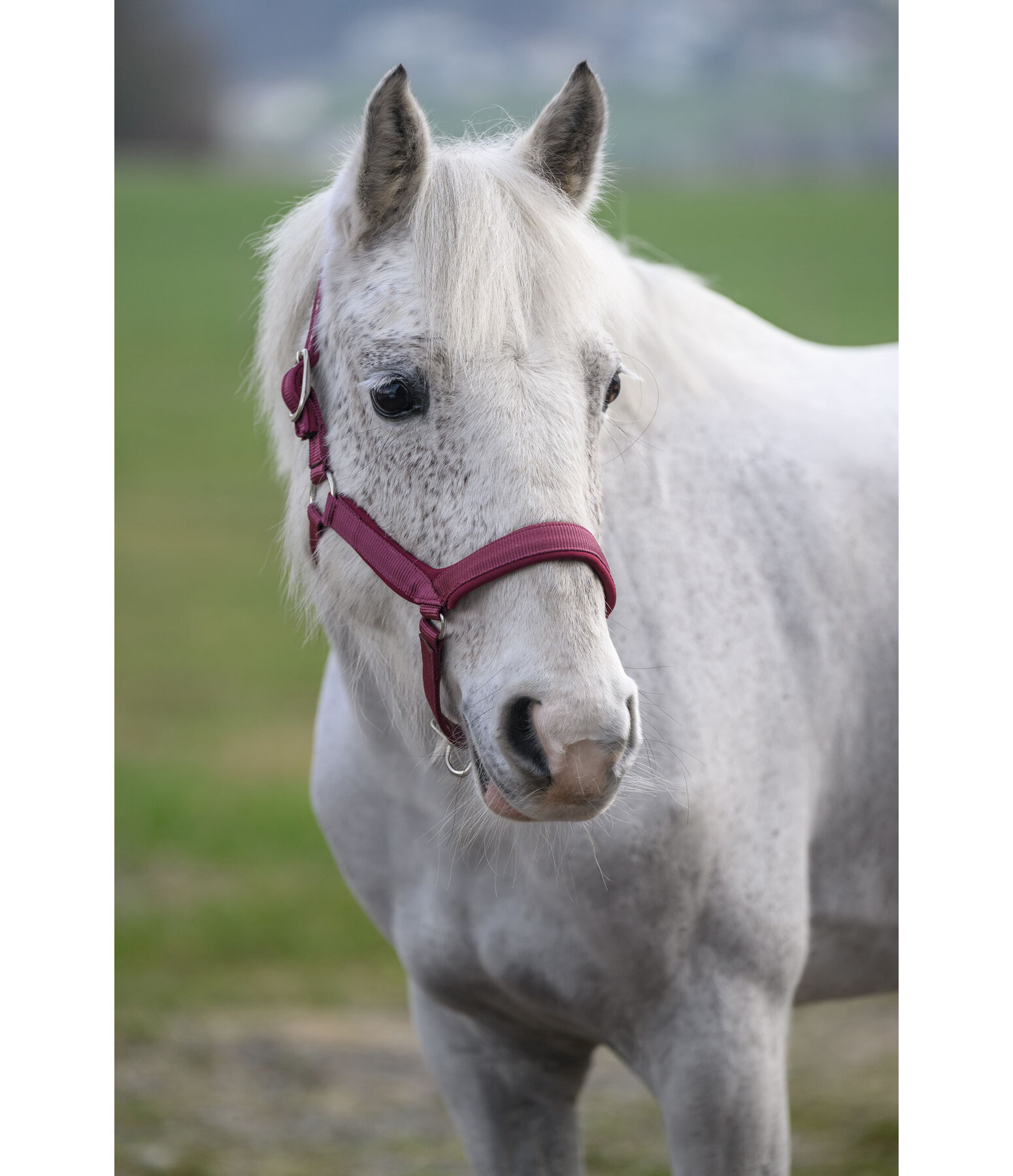 Licol anatomique  Relaxation