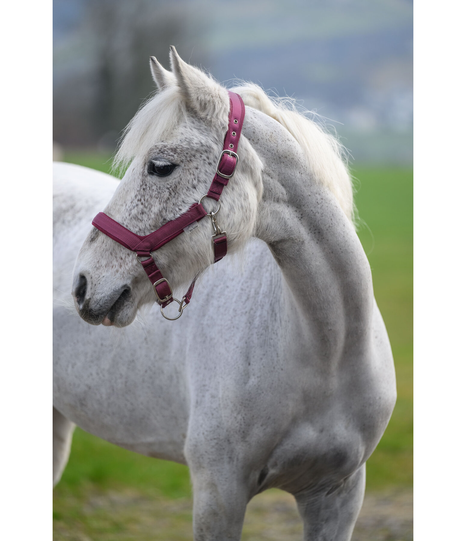 Licol anatomique  Relaxation