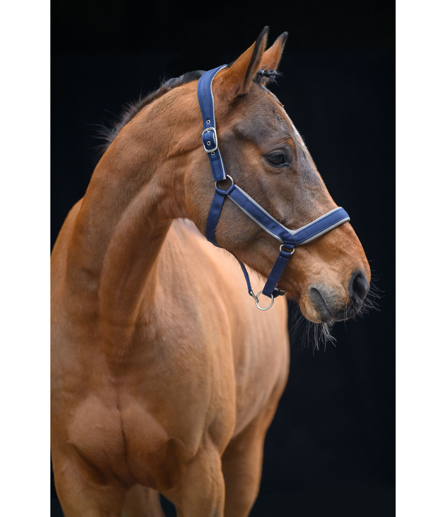 Licol anatomique  Relaxation