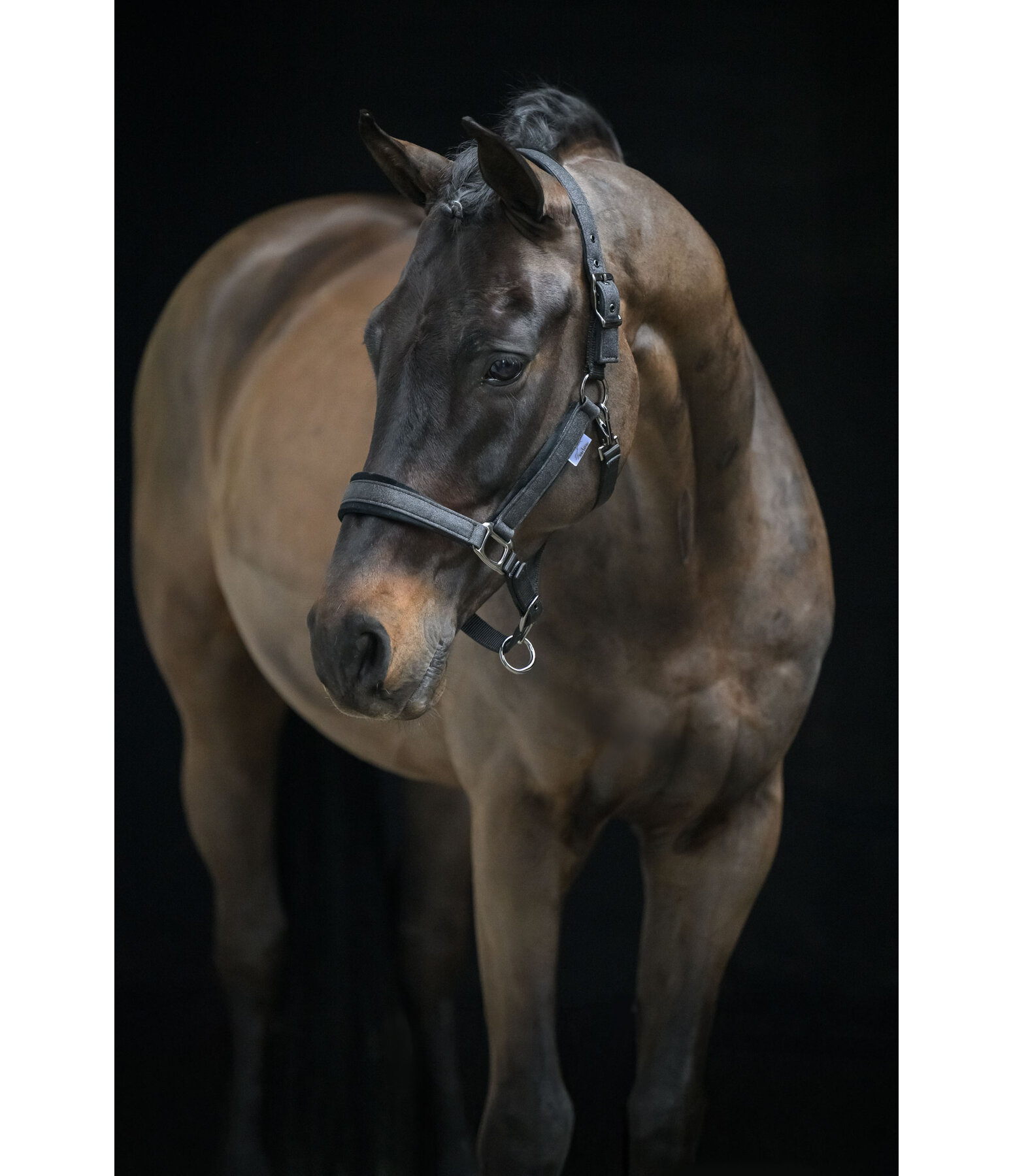 Licol  Velvet Twinkle