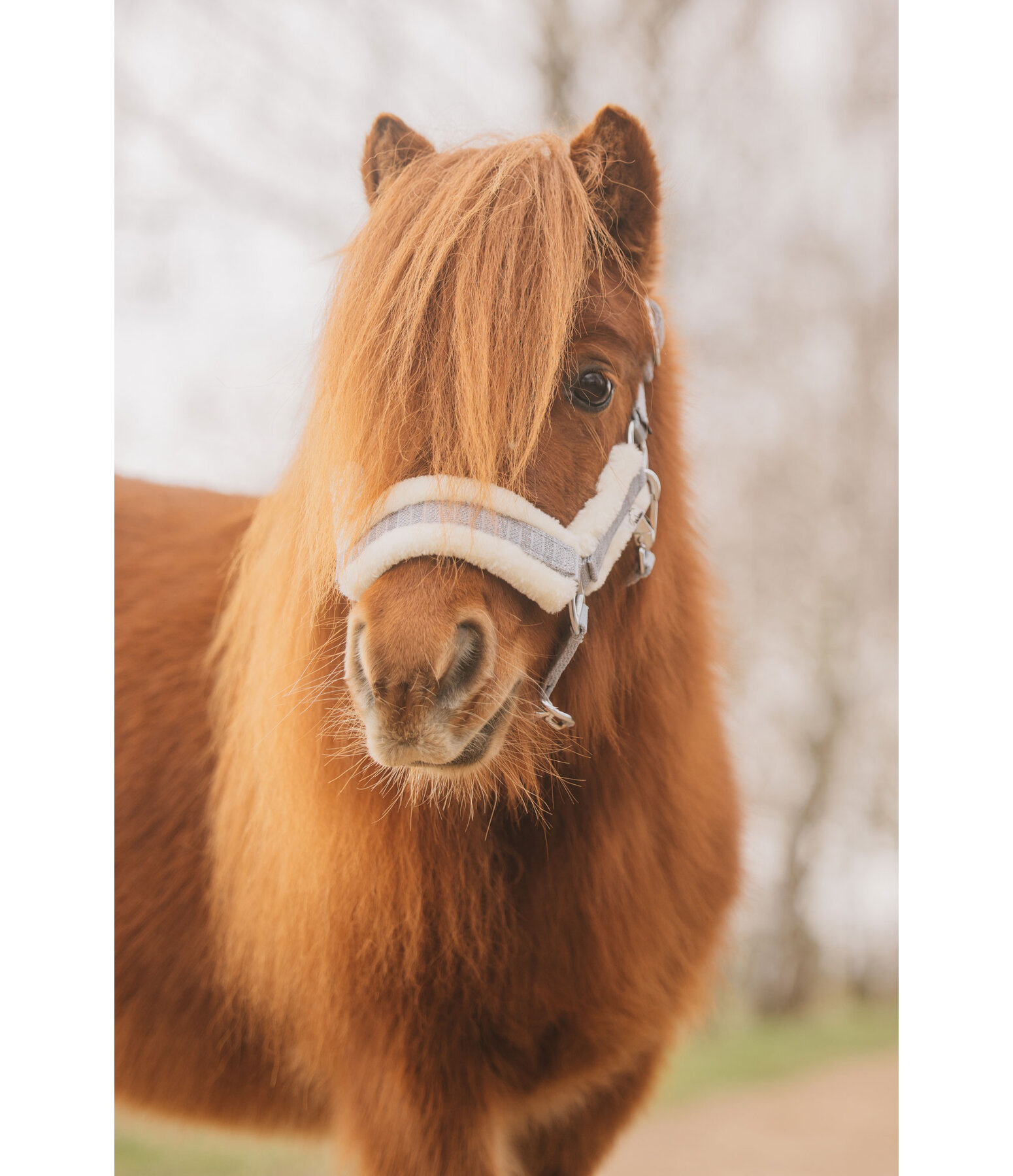 Licol pour poulain et shetland  Shine