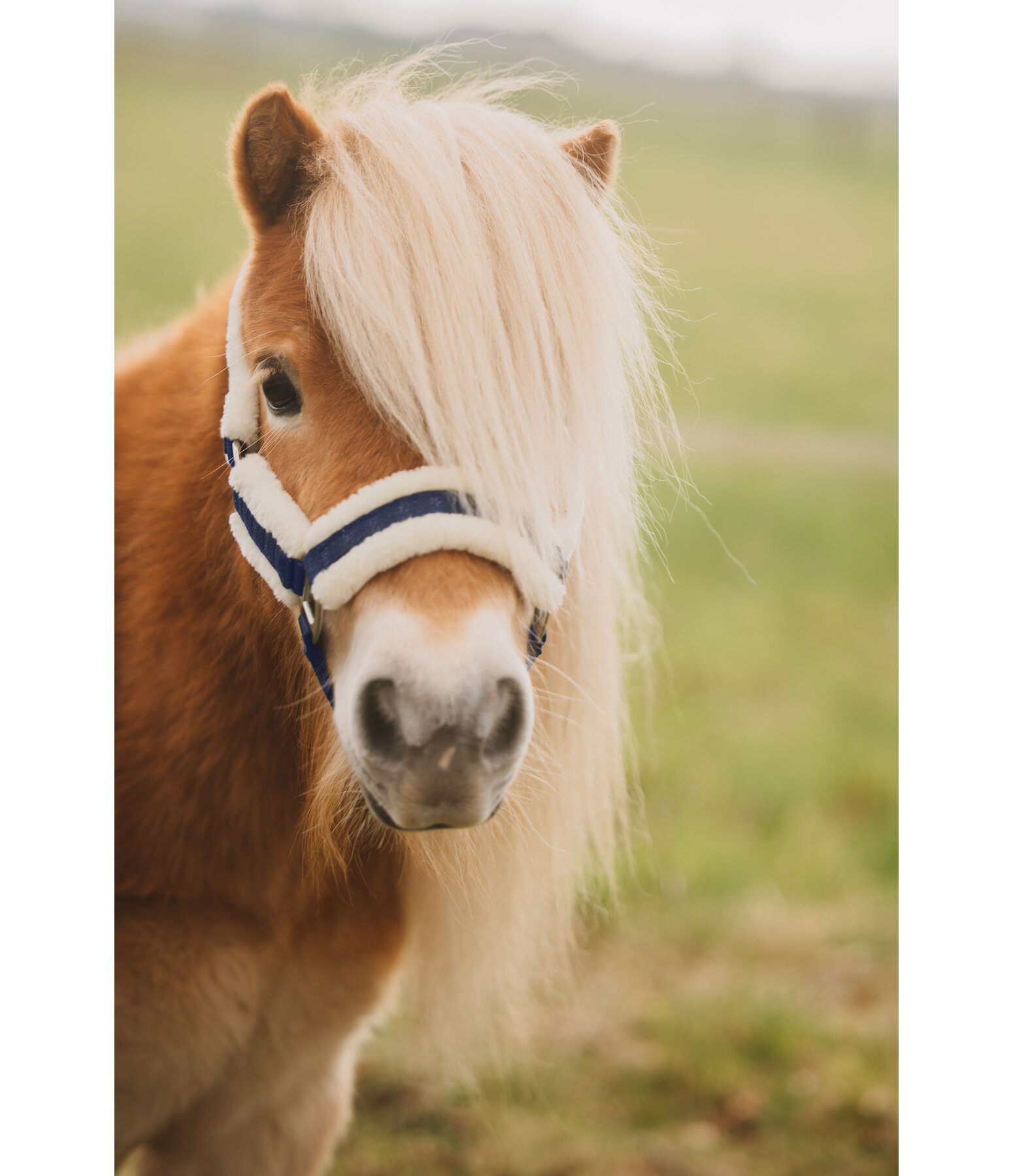 Licol pour poulain et shetland  Shine