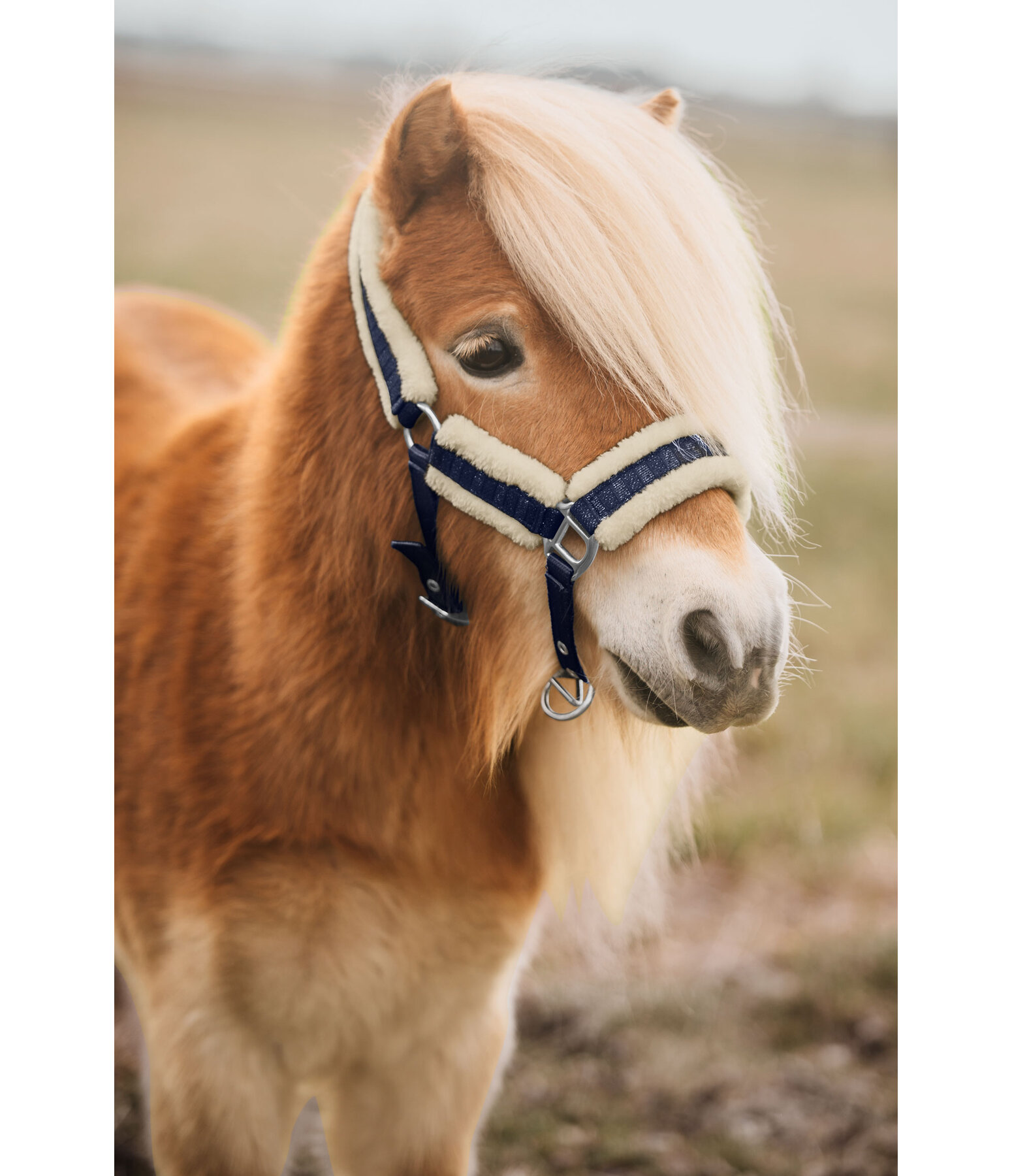 Licol pour poulain et shetland  Shine