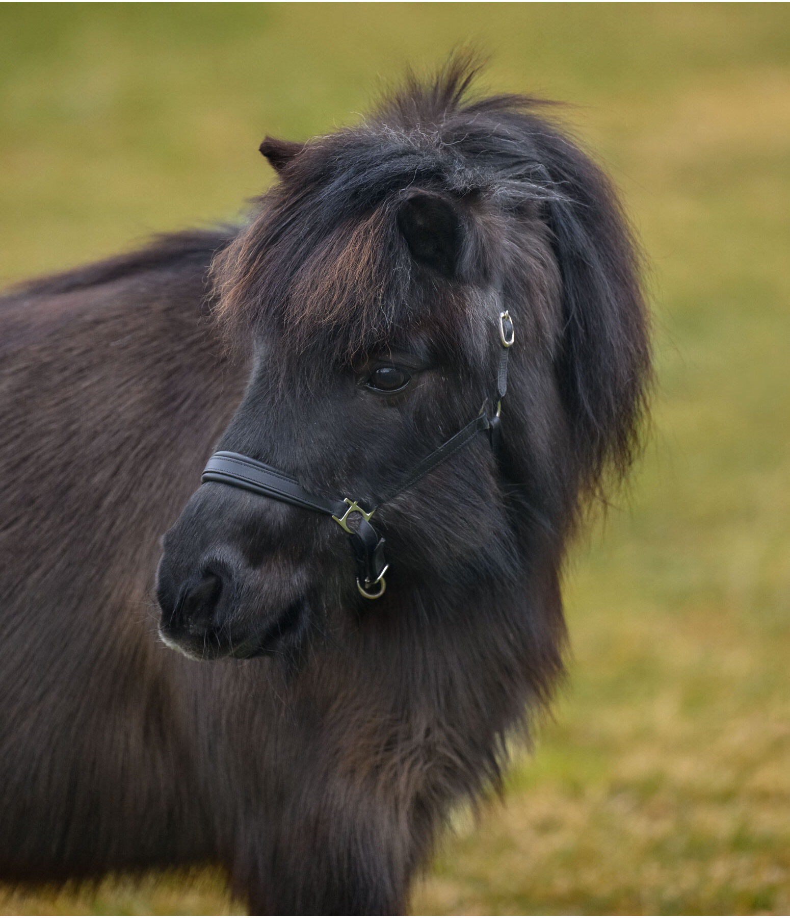 Licol poulain et shetland en cuir  Siri