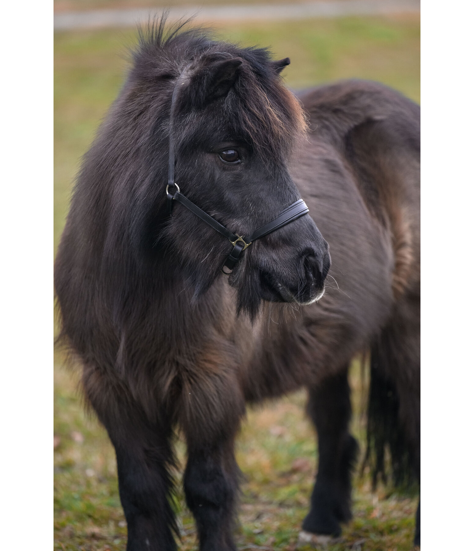 Licol poulain et shetland en cuir  Siri