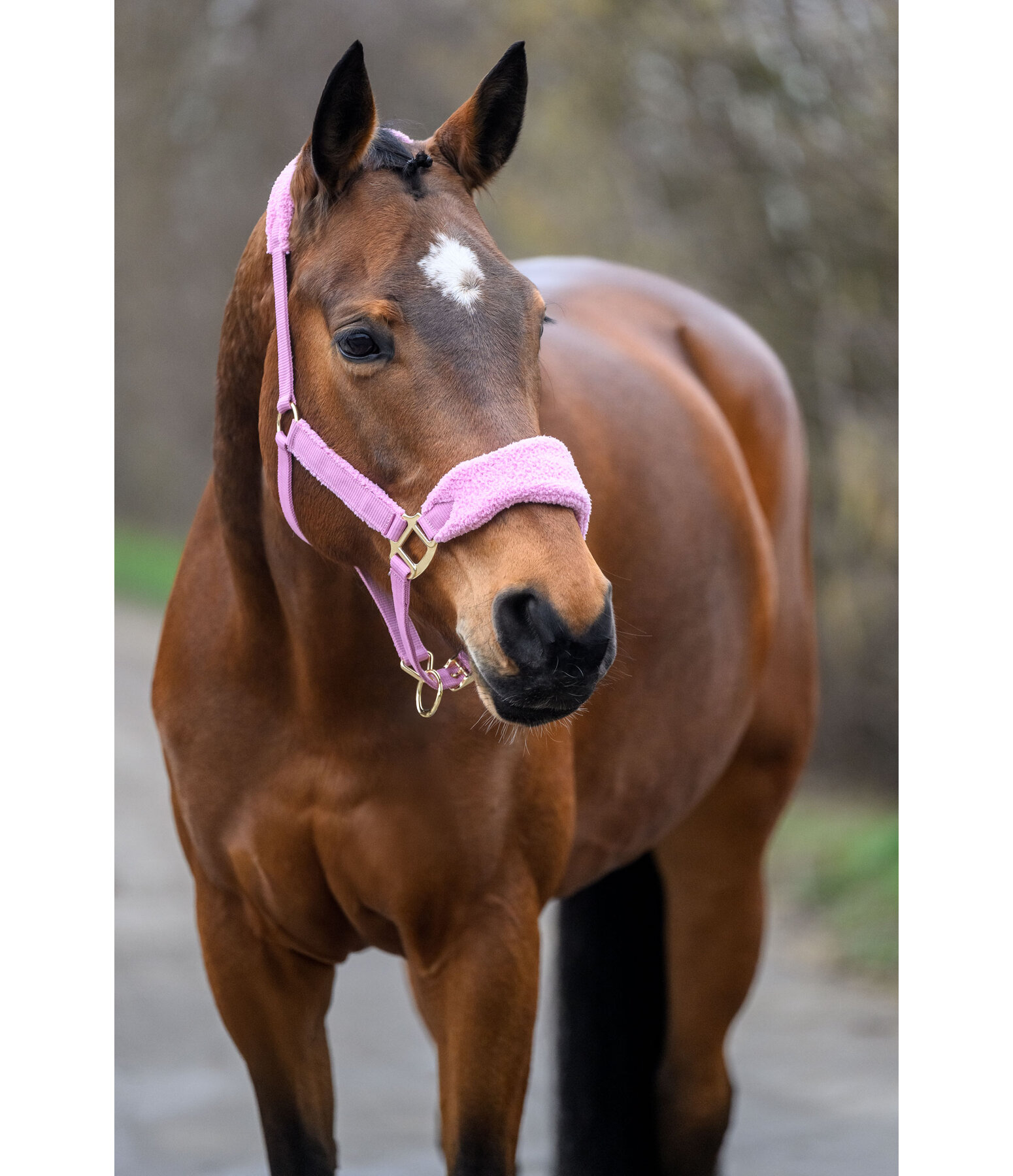 Licol en polaire Teddy