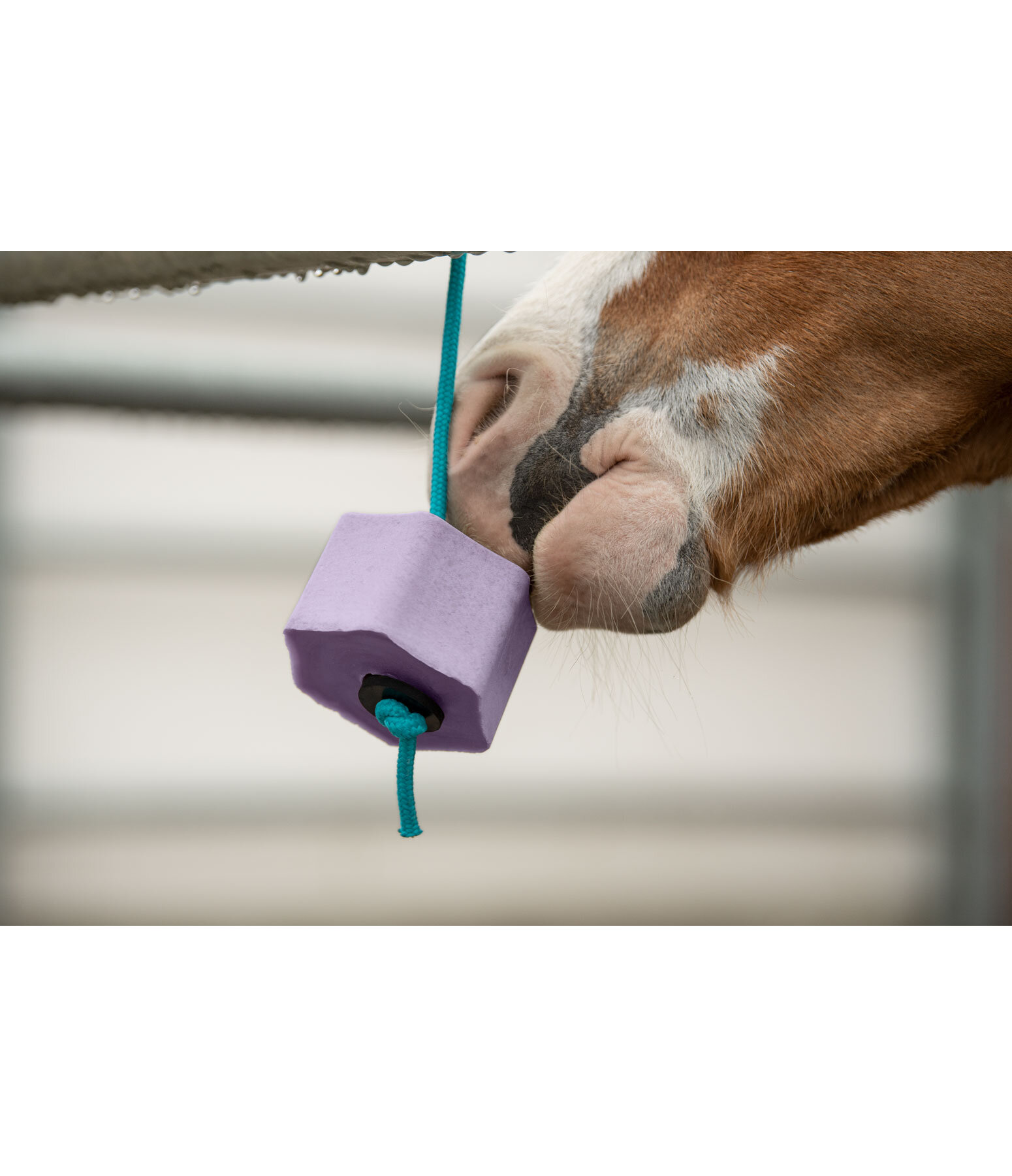 Bonbon  lcher  Lolly Rve d'hiver