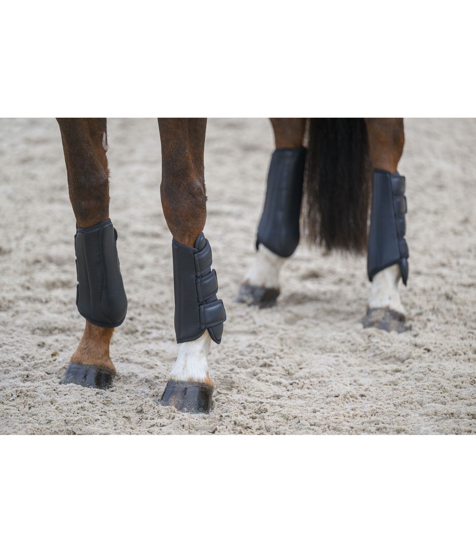 Gu�tres de dressage  All Day ant�rieurs