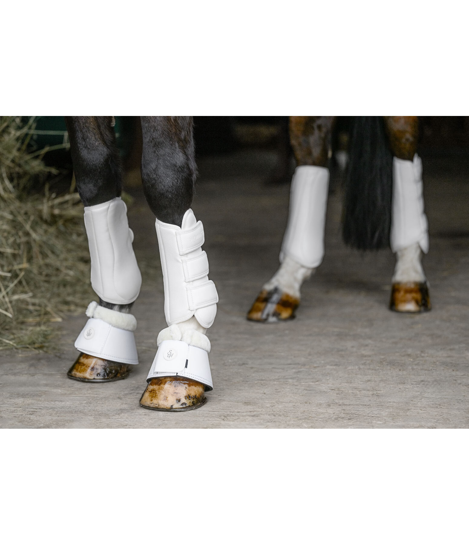 Gu�tres de dressage  All Day ant�rieurs