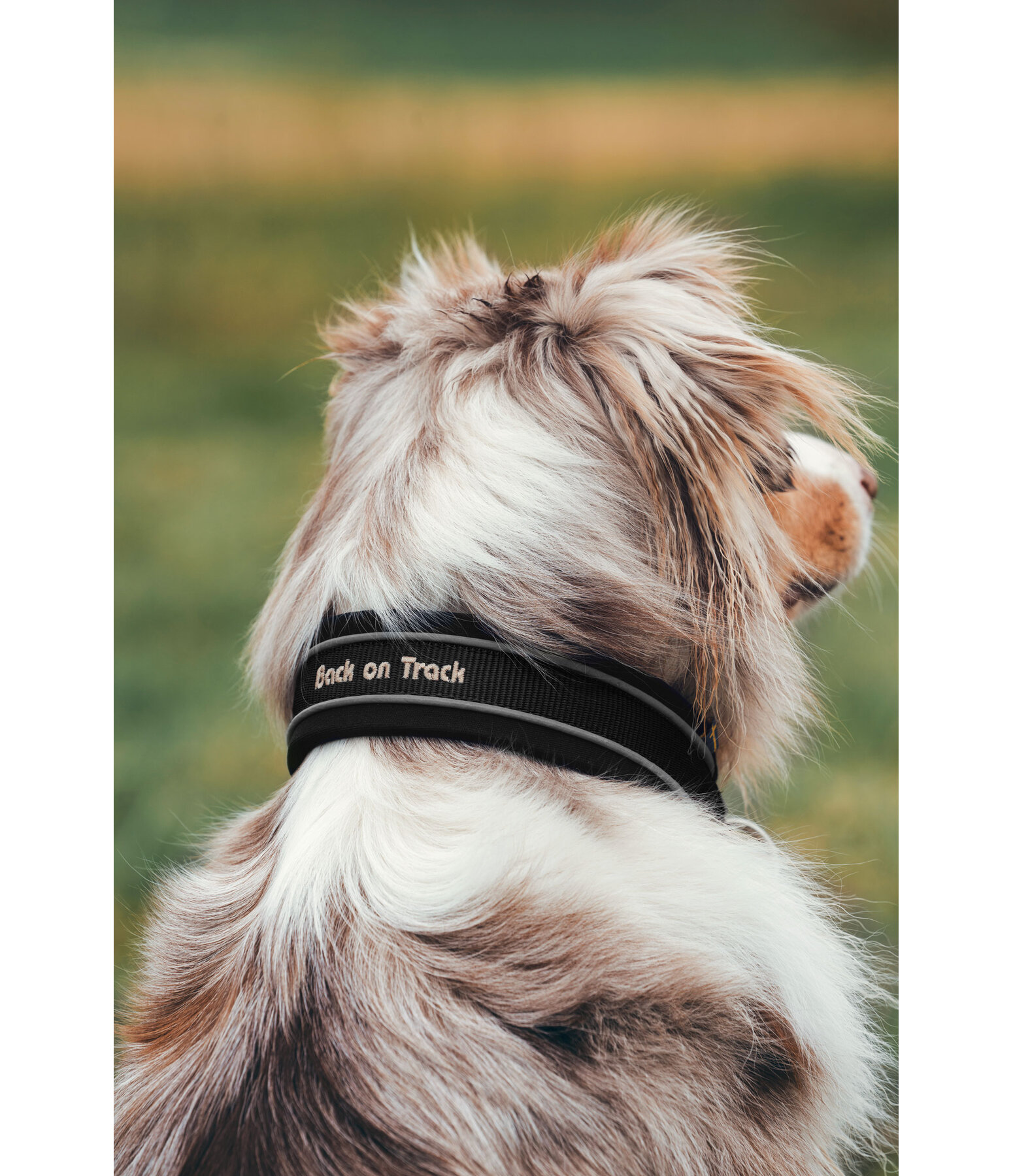 Collier anti-traction pour chien  Charlie
