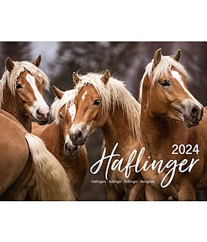 Equino Media Calendrier Haflinger  2023 - 402531