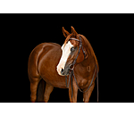 Frontal � strass Mix & Match  Futurity Knot Crystal