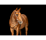 Bridon  Crystal Dream