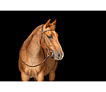 Bridon d'entra�nement en cuir Harness