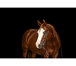 Bridon d'entra�nement une oreille en cuir Harness