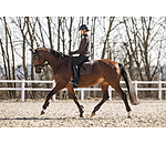 Tapis de selle  Brillant