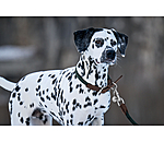 Collier pour chien  Rope