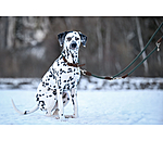 Laisse pour chien  Rope