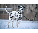 Laisse pour chien  Rope