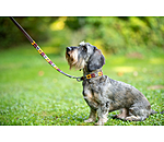 Ensemble collier et laisse en cuir pour chien  Polo Sports