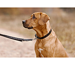 Ensemble collier et laisse en cuir pour chien  Polo Sports