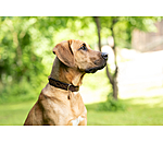 Collier en cuir pour chien  Livorno