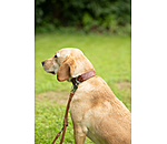 Collier en cuir pour chien  Livorno