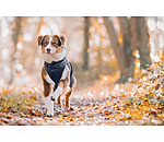 Manteau avec doublure en polaire Teddy pour chien  Archie, 160 g