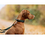 Collier pour chien  Becks
