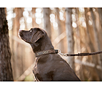 Collier pour chien  Becks