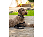 Laisse pour chien  Jade