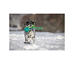 Jouet soins dentaires pour chien  Cleo