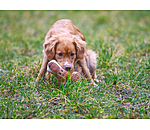 Peluche lion pour chien  Lio
