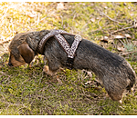 Harnais pour chien  Piper