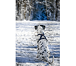 Harnais pour chien  Piper