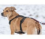 B-Ware : Harnais pour chien avec poignée  Adventure Seeker