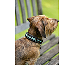 Collier pour chien en cuir  Nashville