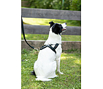 Harnais norv�gien   Miley