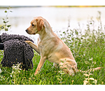 Serviette multifonction pour chien  Soulmate