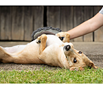 Gant de toilettage pour chien  Cosma