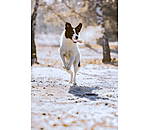 Jouet pour chien avec couineur   Unicorn