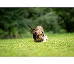 Jouet pour chien avec couineur   Unicorn