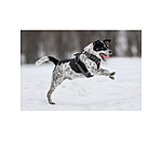 Harnais pour chien  Expedition